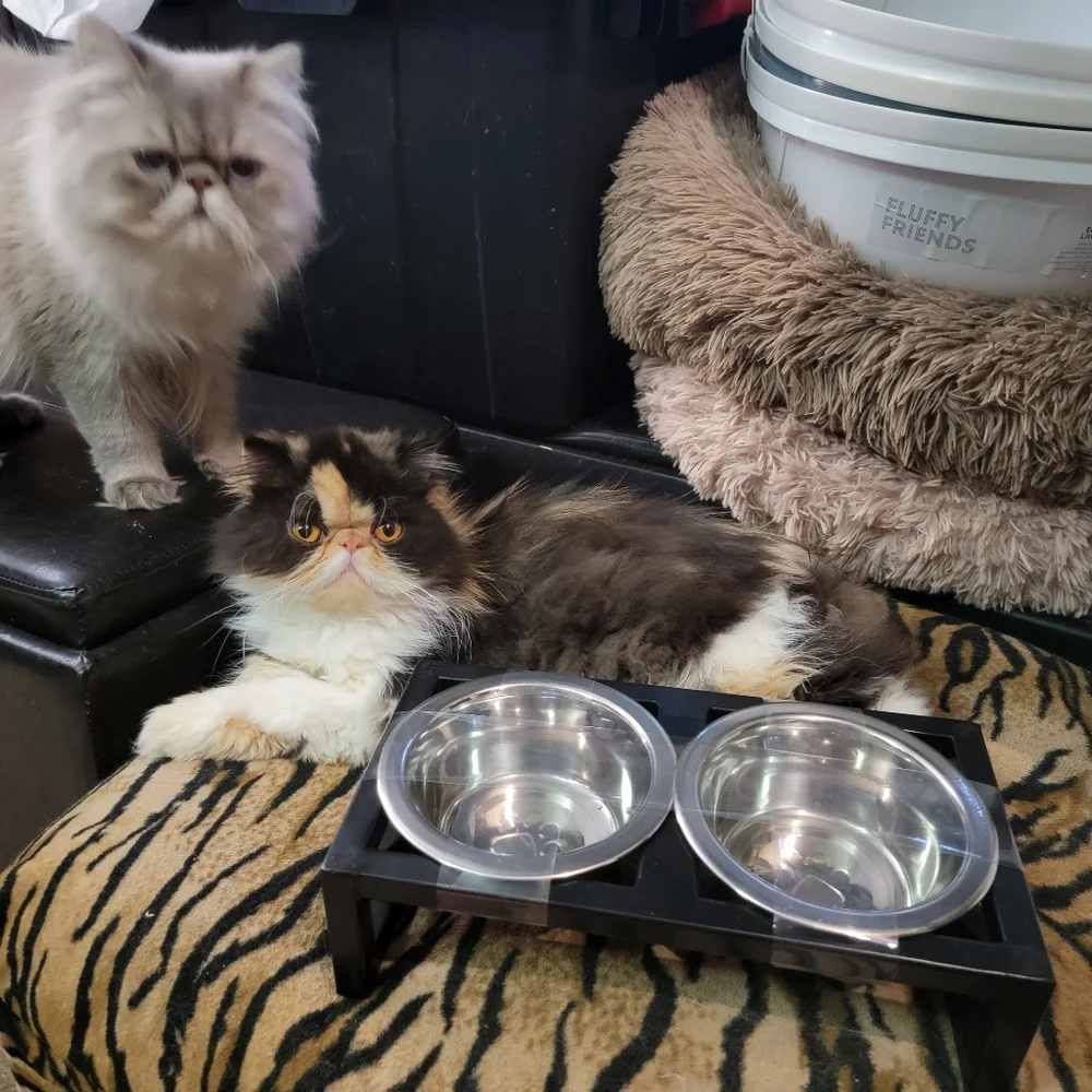 Stainless Steel Raised Double Cat Dog Bowl Set Sz Small